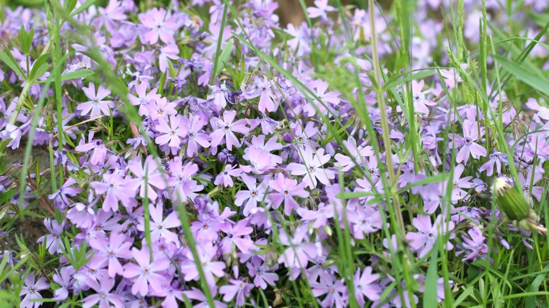 Лилавото многогодишно растение, което можете да засадите през ноември за красиви пролетни 