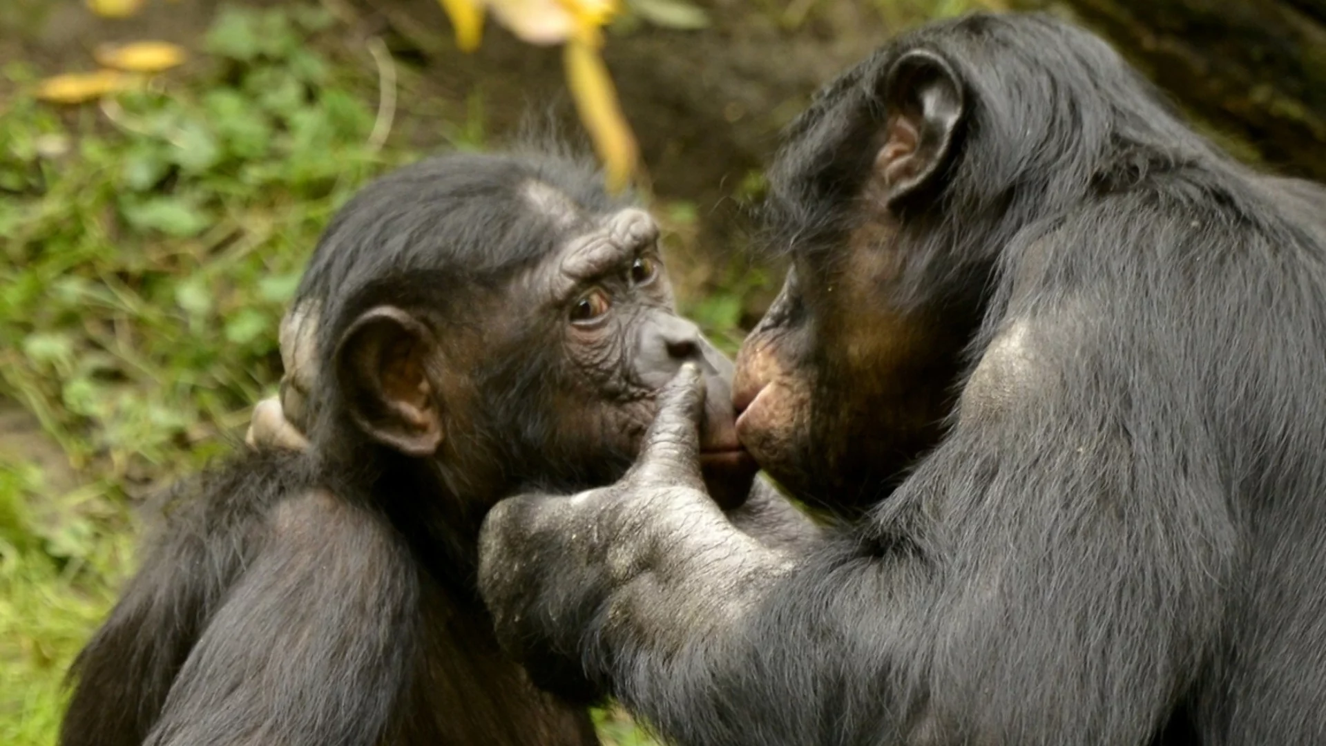 Не е била между хора: Първата целувка се е случила преди около 20 милиона години