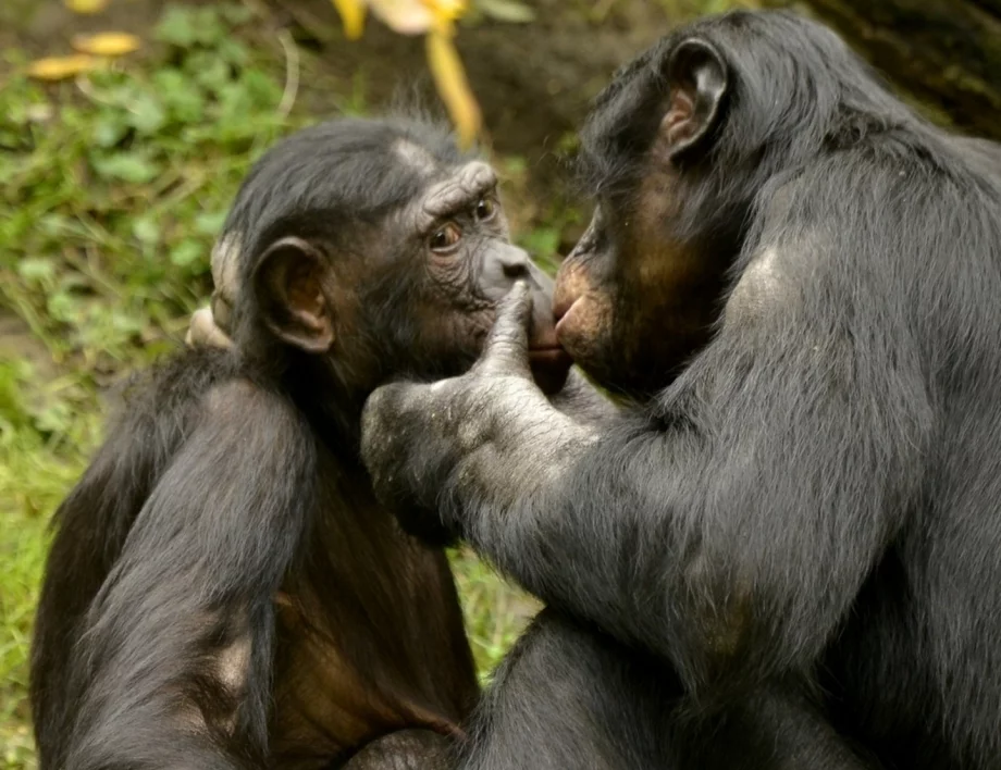 Не е била между хора: Първата целувка се е случила преди около 20 милиона години