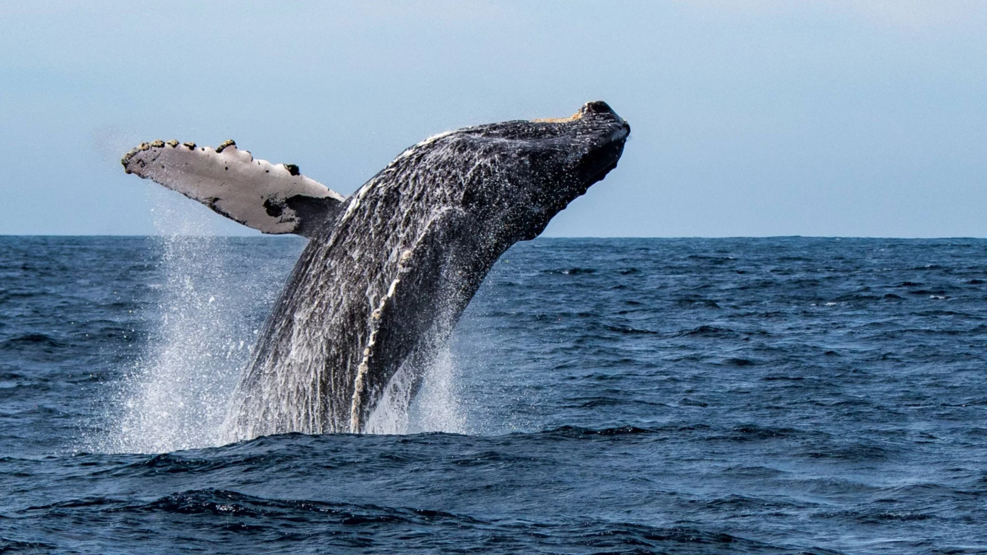 България ще участва в опазването на китовете