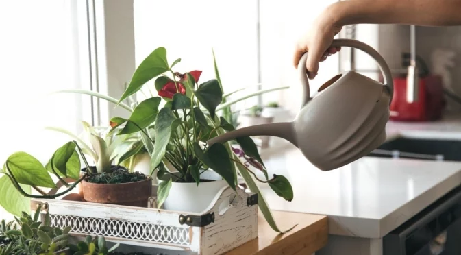 Грешното поливане убива растенията: Отгоре или отдолу е правилно?