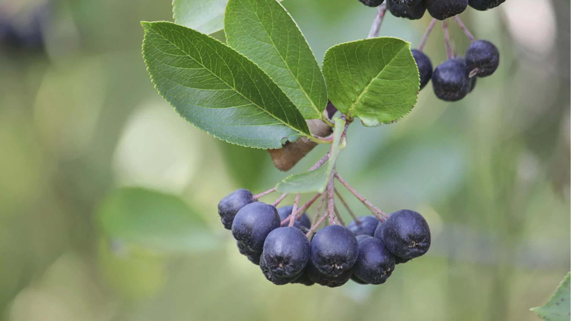 Засадете този плодов храст през ноември за вкусна реколта през лятото  
