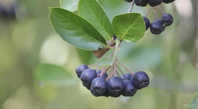 Засадете този плодов храст през ноември за вкусна реколта през лятото  