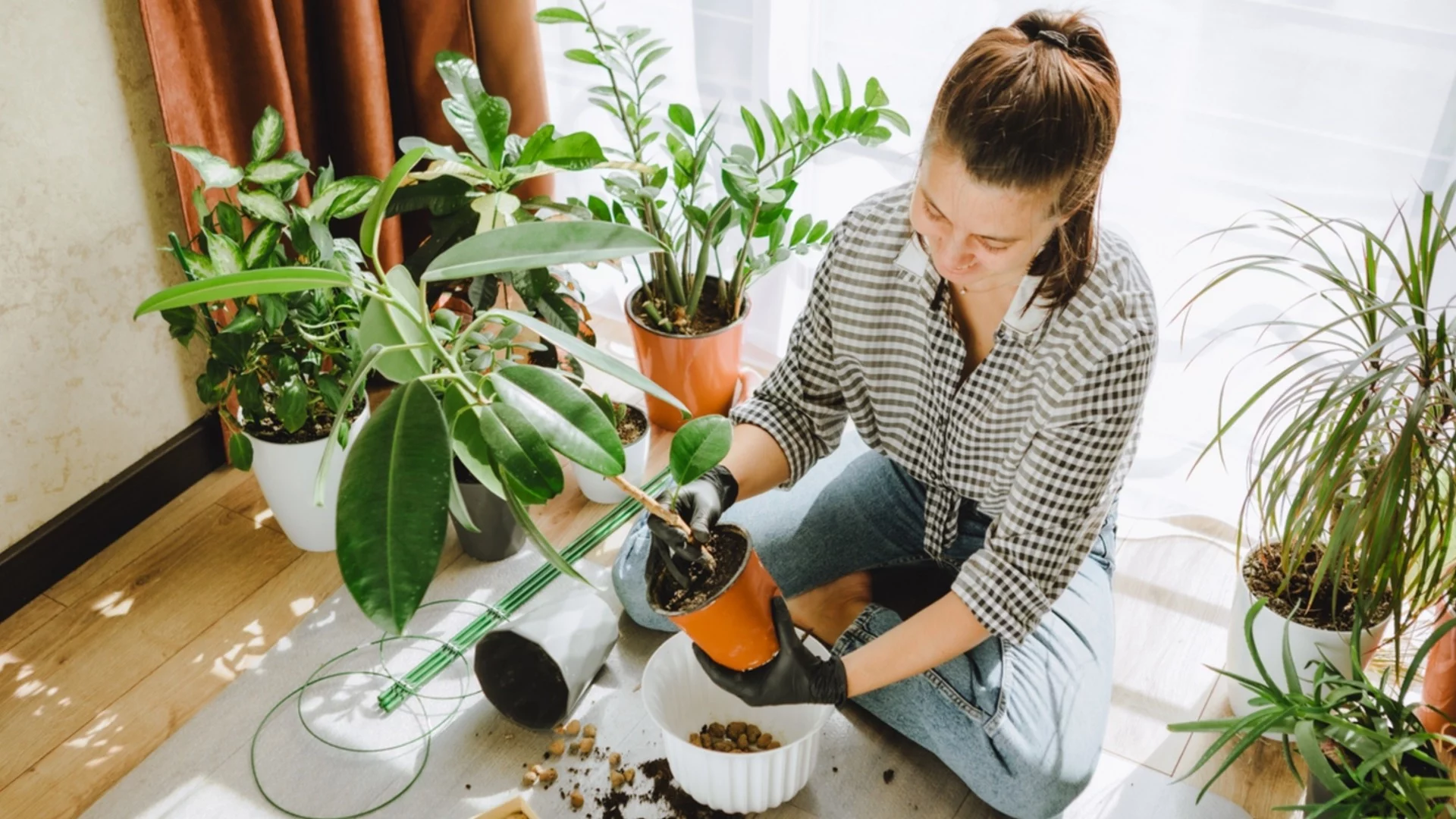Как да засадите стайни растения заедно