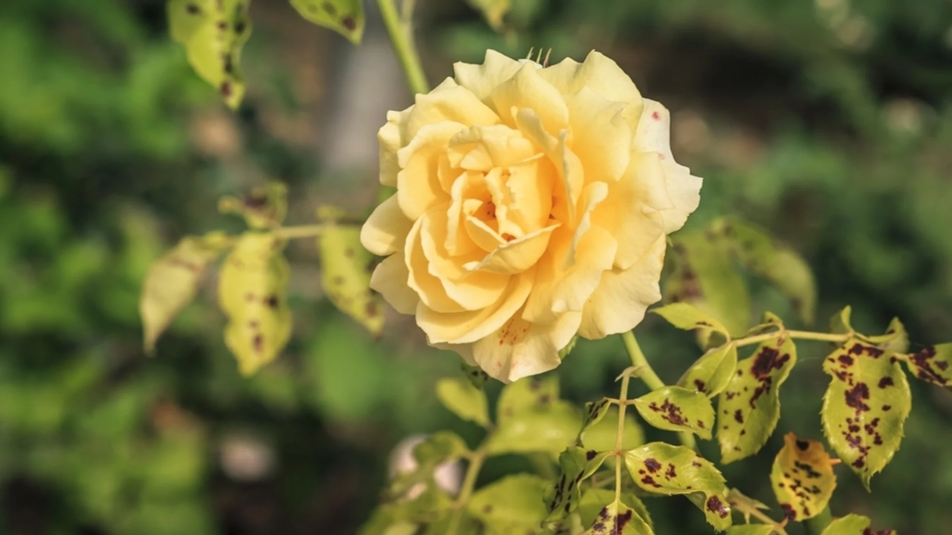 Как да предпазите листата на розите от черни петна през зимата?