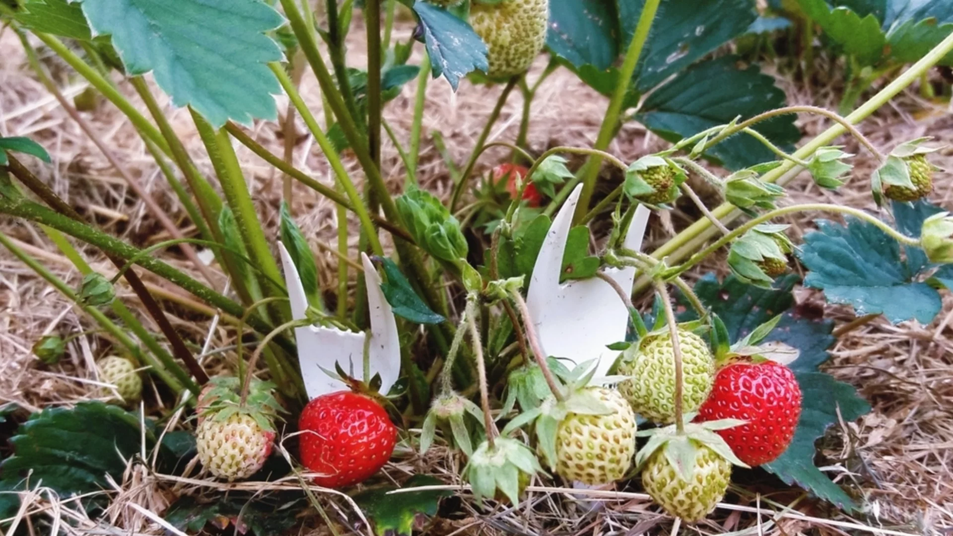 Защо старите градинари "засаждат" пластмасови вилици в градина