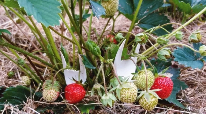 Защо старите градинари "засаждат" пластмасови вилици в градина