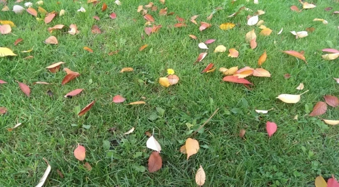 Това средство обещава зелена морава през пролетта… но може и да я съсипе