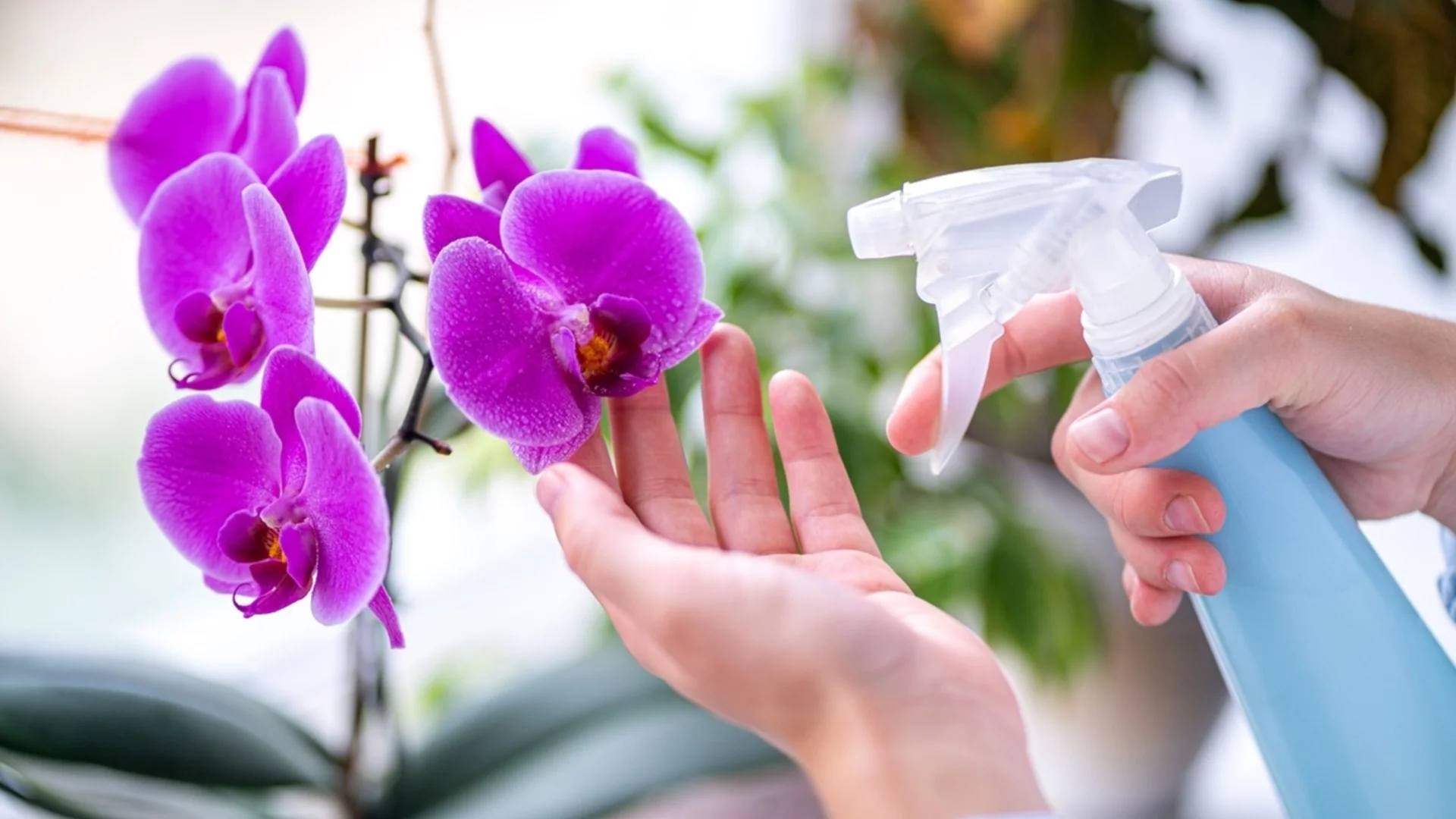 Орхидеите могат да цъфтят през зимата: Обърнете внимание на тези неща