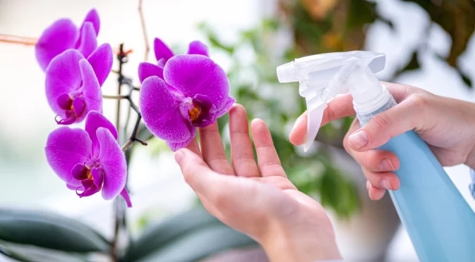 Орхидеите могат да цъфтят през зимата: Обърнете внимание на тези неща