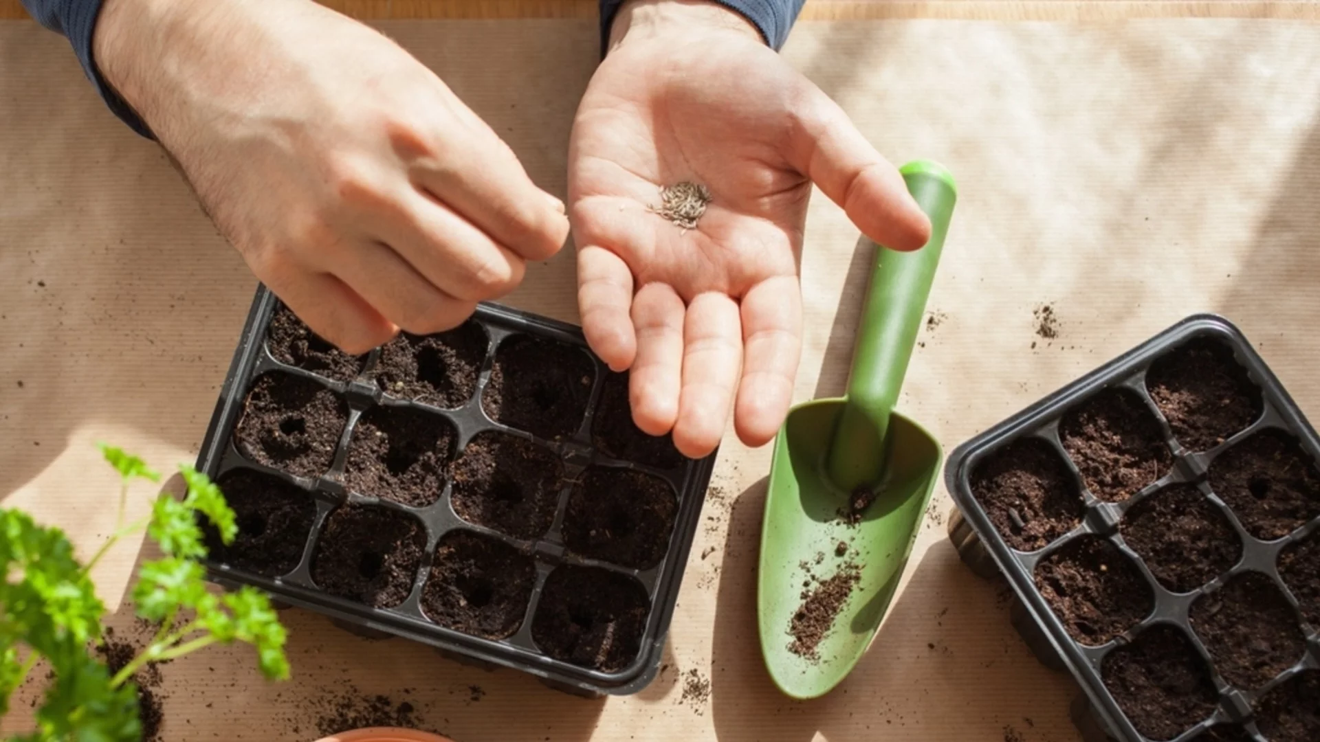 Направете това през студените месеци и напролет ще имате най-здравия разсад