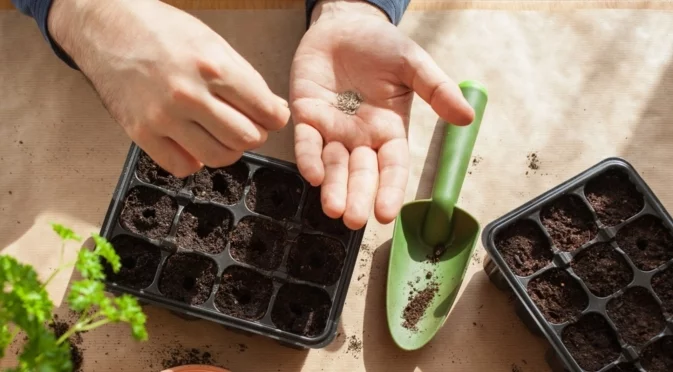 Направете това през студените месеци и напролет ще имате най-здравия разсад