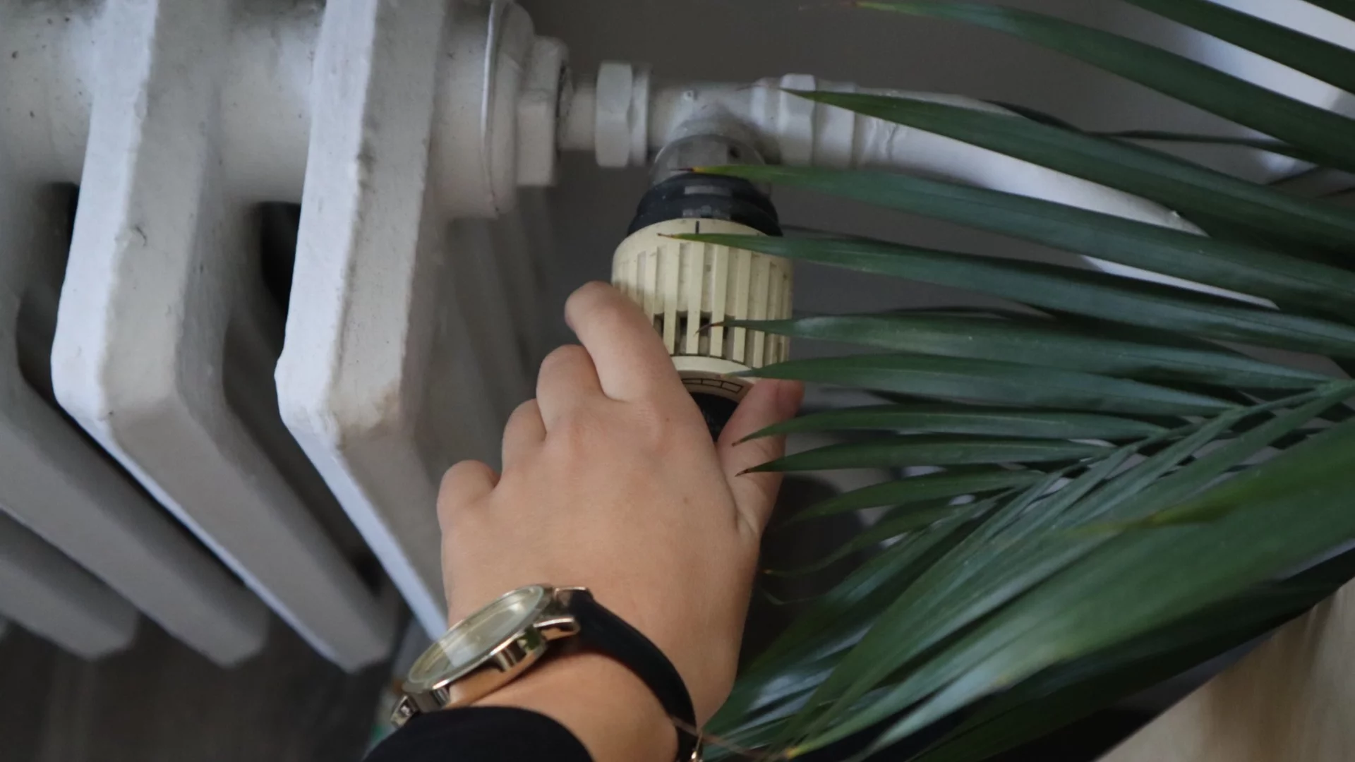 Къде да поставим саксиите, така че отоплението да не ги изсушава