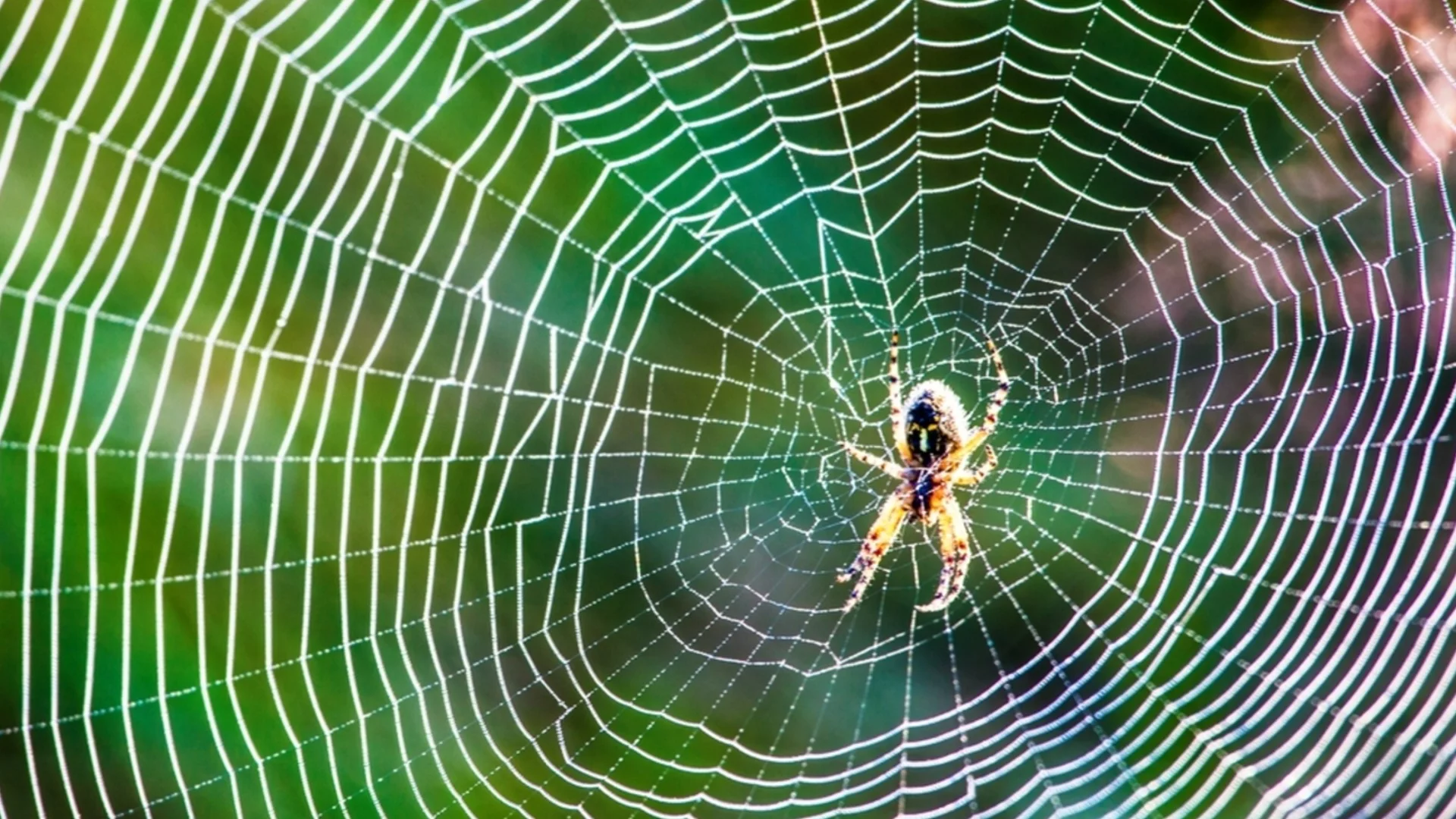 Изумително: Откриха гигантска паяжина с над 100 000 паяка (ВИДЕО)