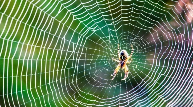 Изумително: Откриха гигантска паяжина с над 100 000 паяка (ВИДЕО)