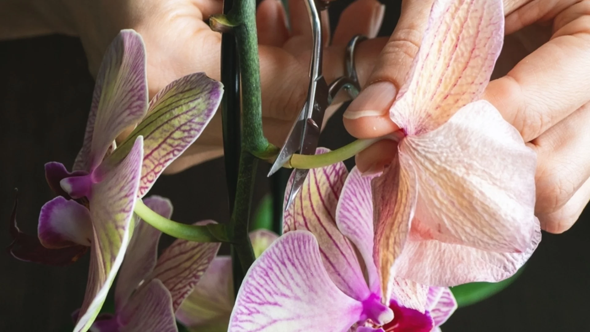 Как да дадете втори живот на орхидеята?