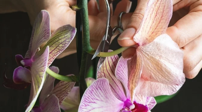 Как да дадете втори живот на орхидеята?