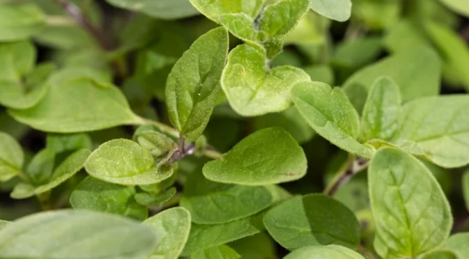 Как да размножите риган за изобилна градина с билки на закрито