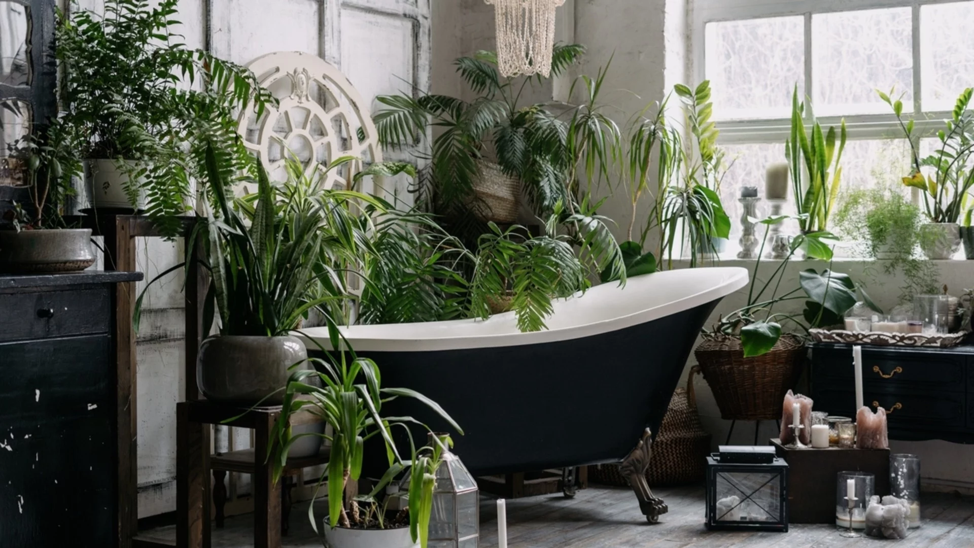 Как да осигурим достатъчно светлина на саксийните растения през късите зимни дни