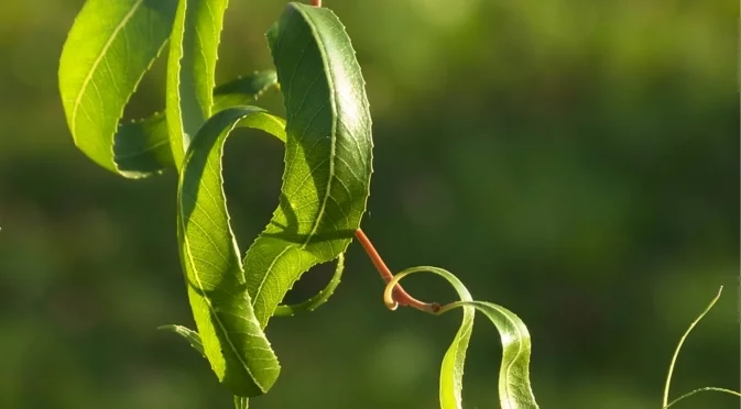 Красиво дърво, което можете да размножите чрез резници през зимата 