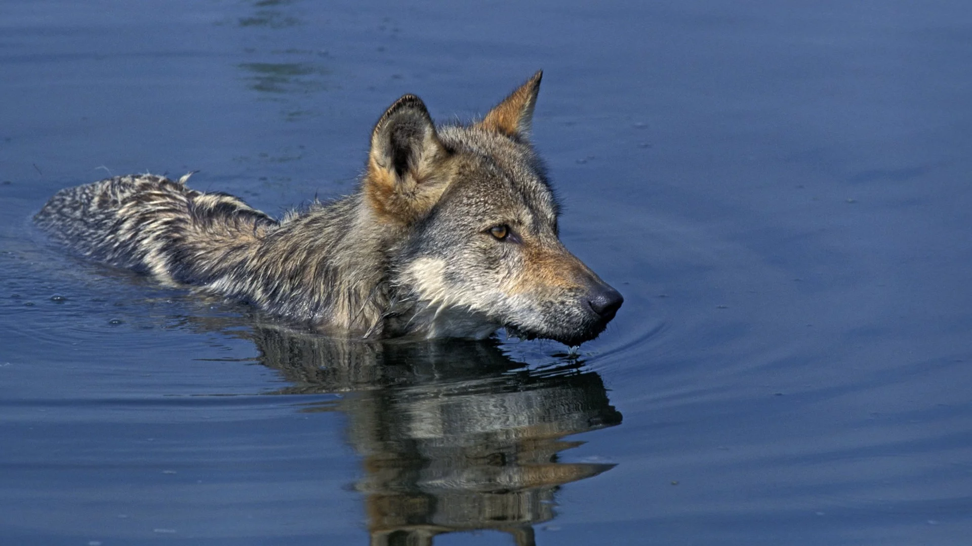 Клип разкрива еволюцията на вълците: Малцина са очаквали животно да прави подобно нещо (ВИДЕО)