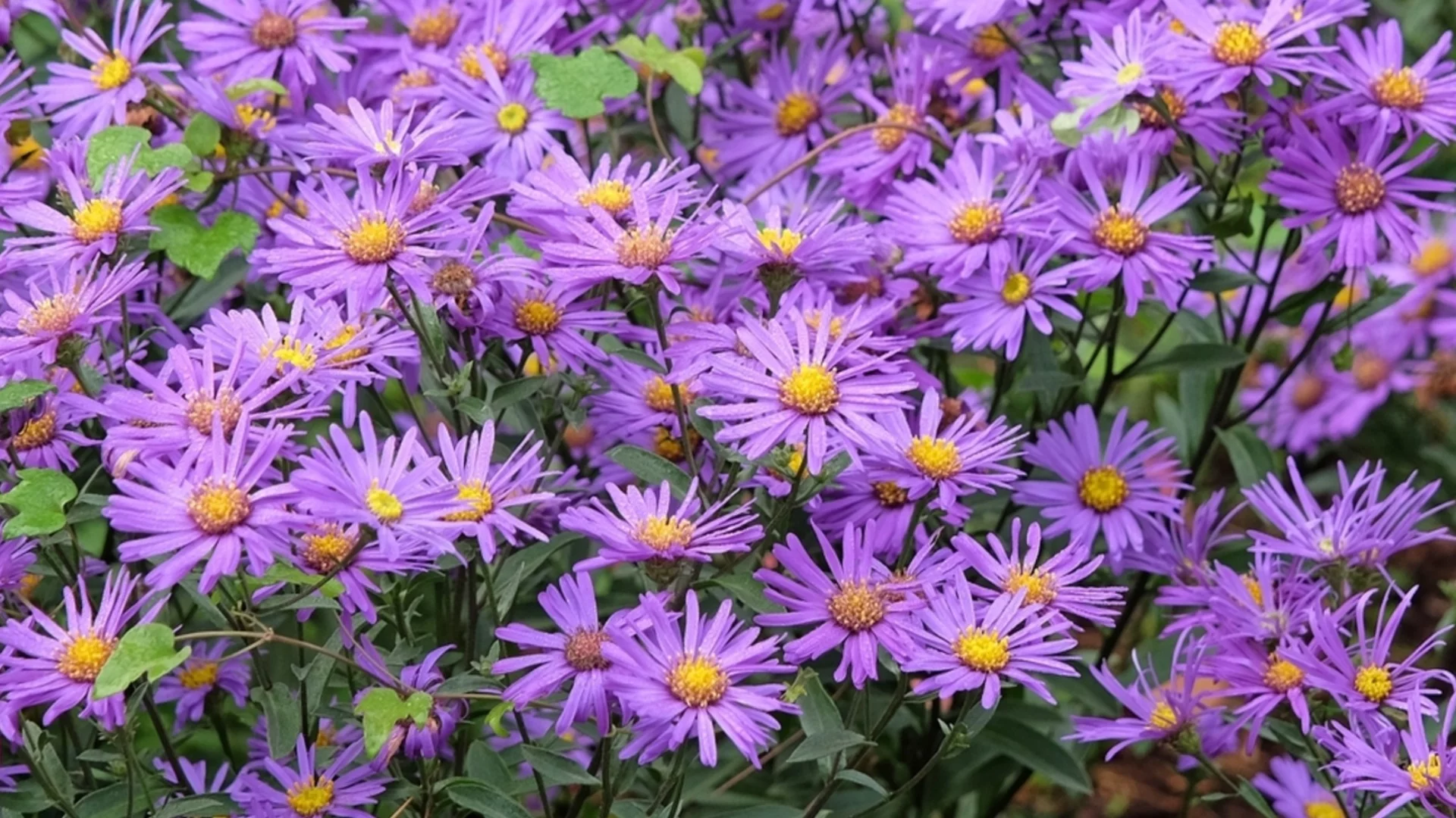 Трябва ли да направите резитба на астрите преди зимата?