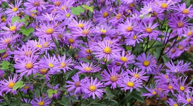 Трябва ли да направите резитба на астрите преди зимата?