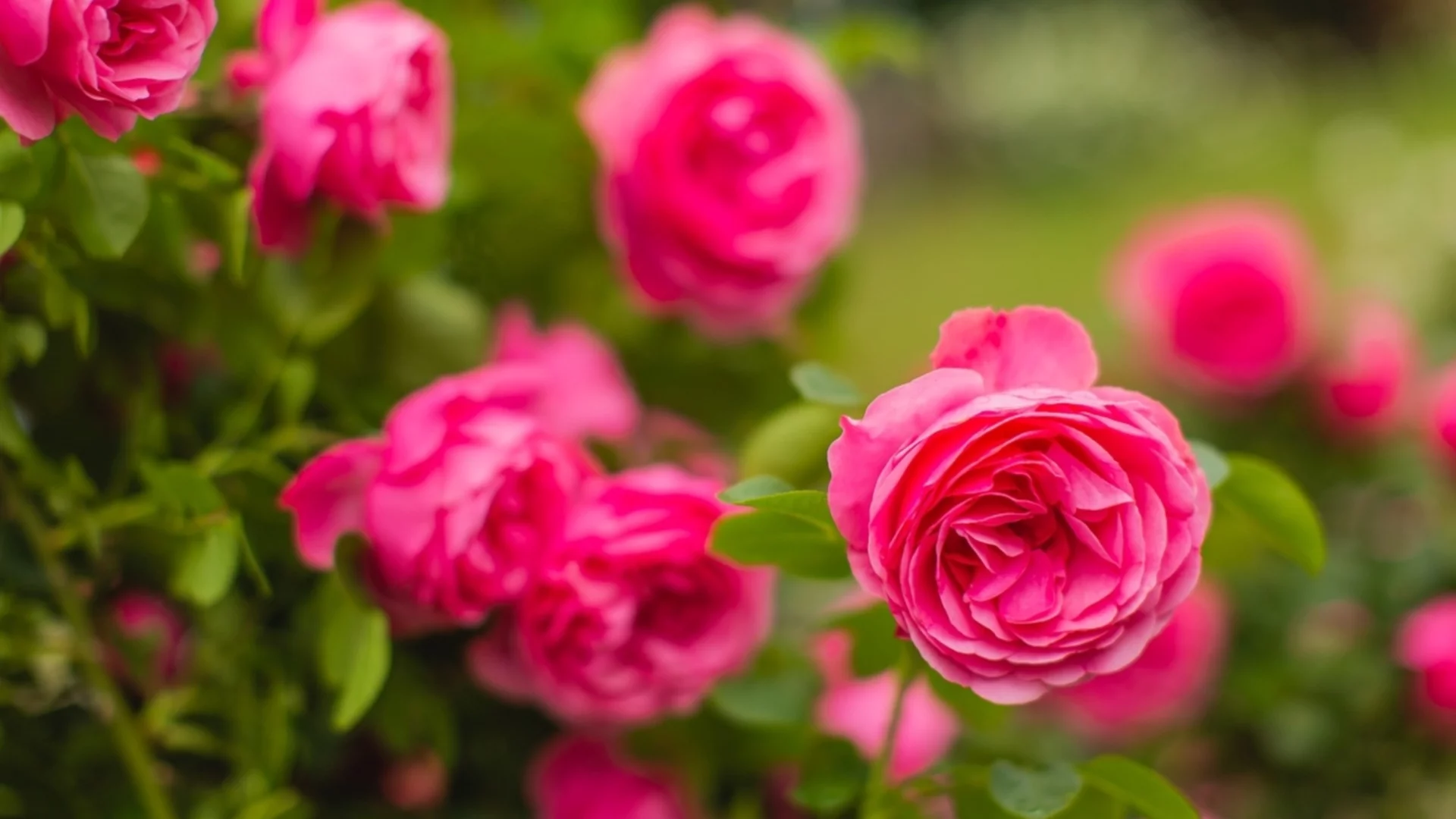 Как да засадите рози с голи корени през ноември