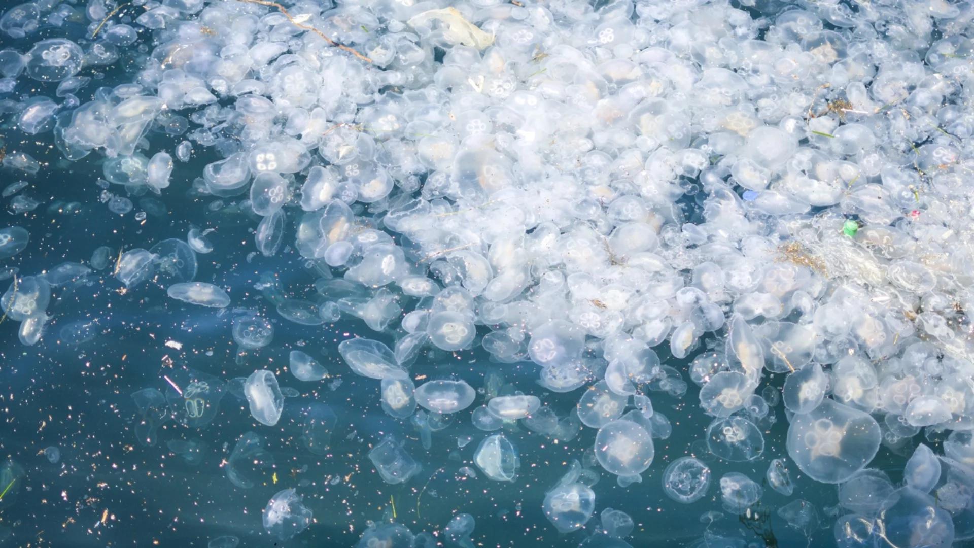 Медуза уби дете (СНИМКА)