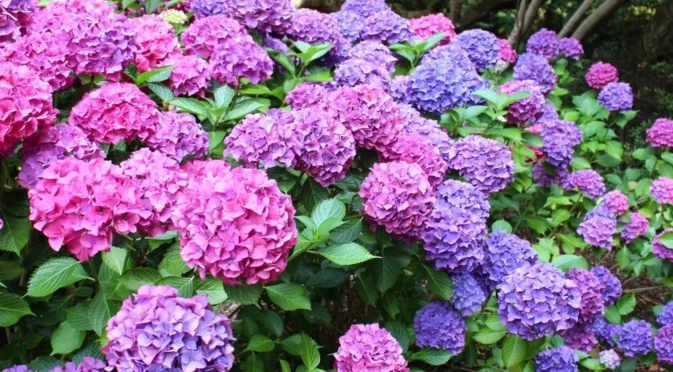 Най-доброто време за подрязване на хортензиите за перфектен пролетен цъфтеж 