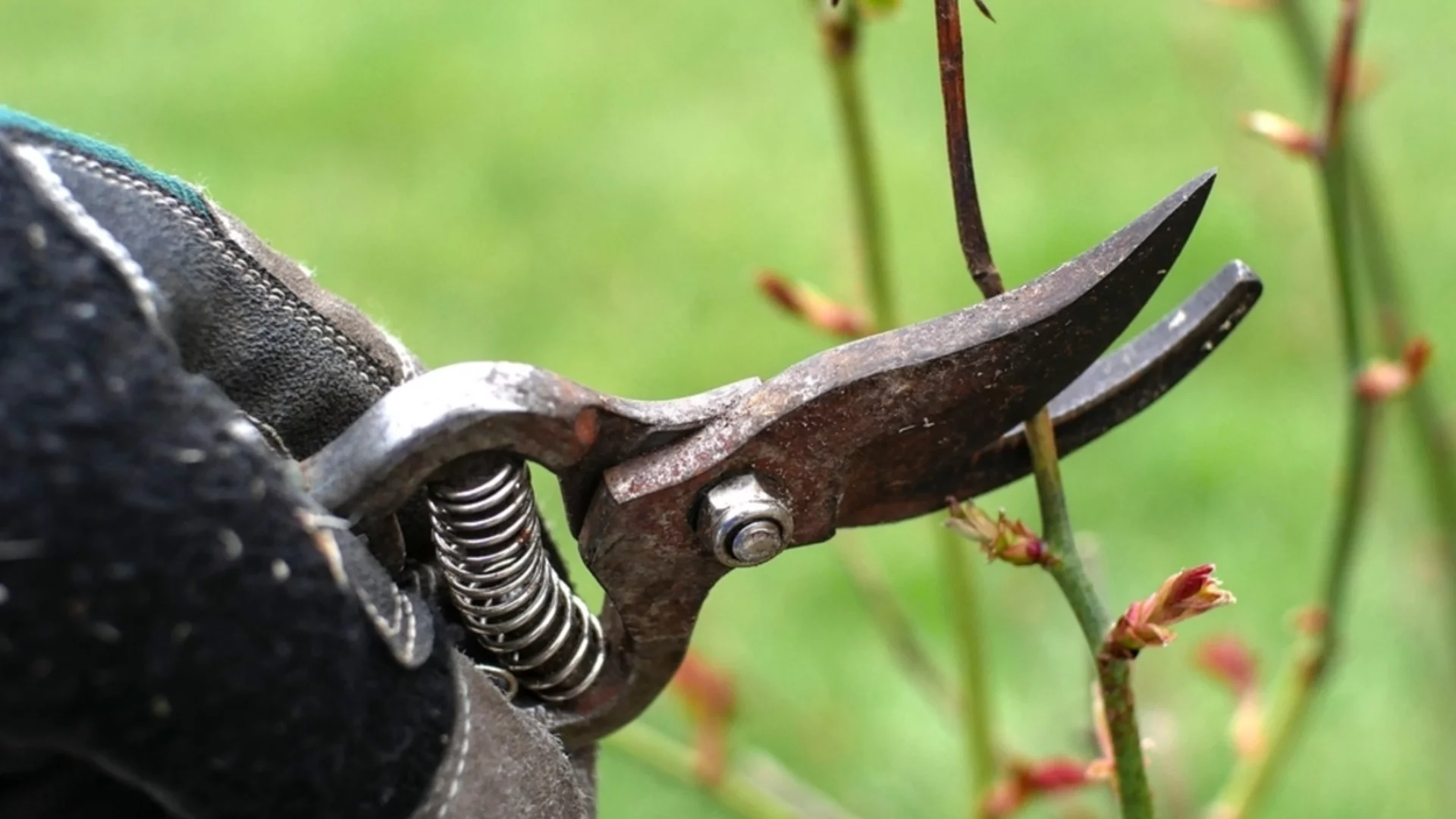 Многогодишен храст, който трябва да подрязвате през ноември за по-здраво растение през пролетта  