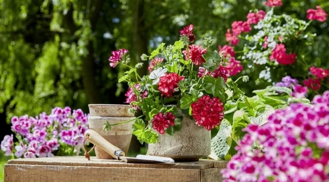 Как да подрежем мушкатото в края на есента за силен растеж напролет