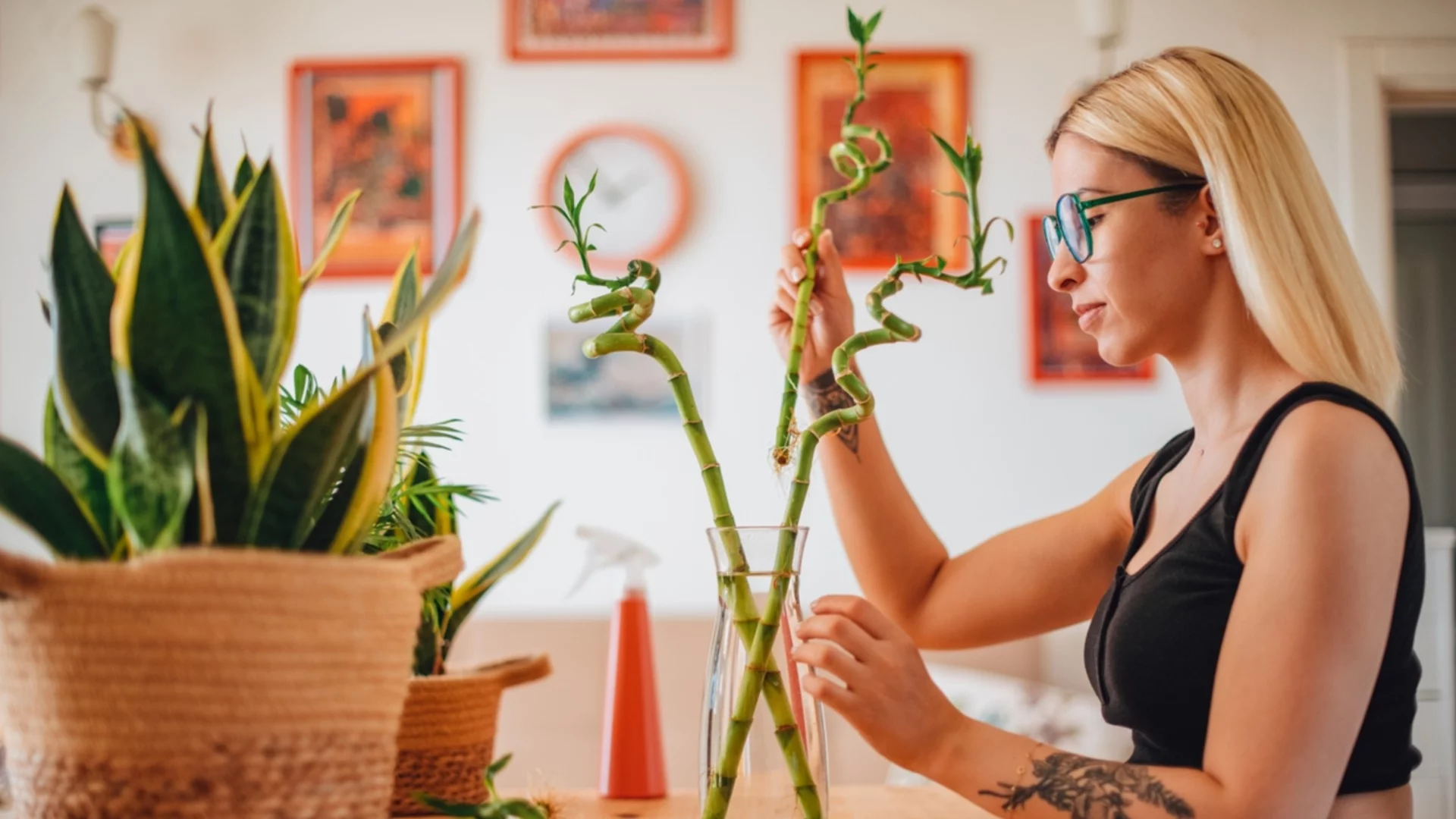 Стайни растения, които носят късмет, според Фън Шуй 