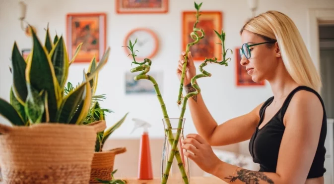 Стайни растения, които носят късмет, според Фън Шуй 