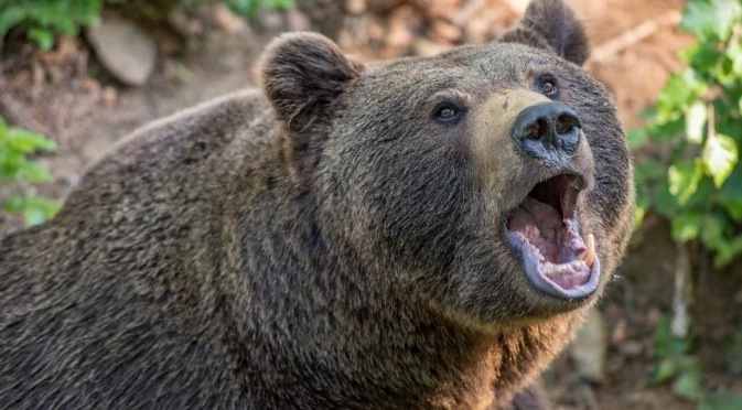 Утре Овен, Козирог + още 2 зодии ще разберат, че гладна мечка хоро не играе