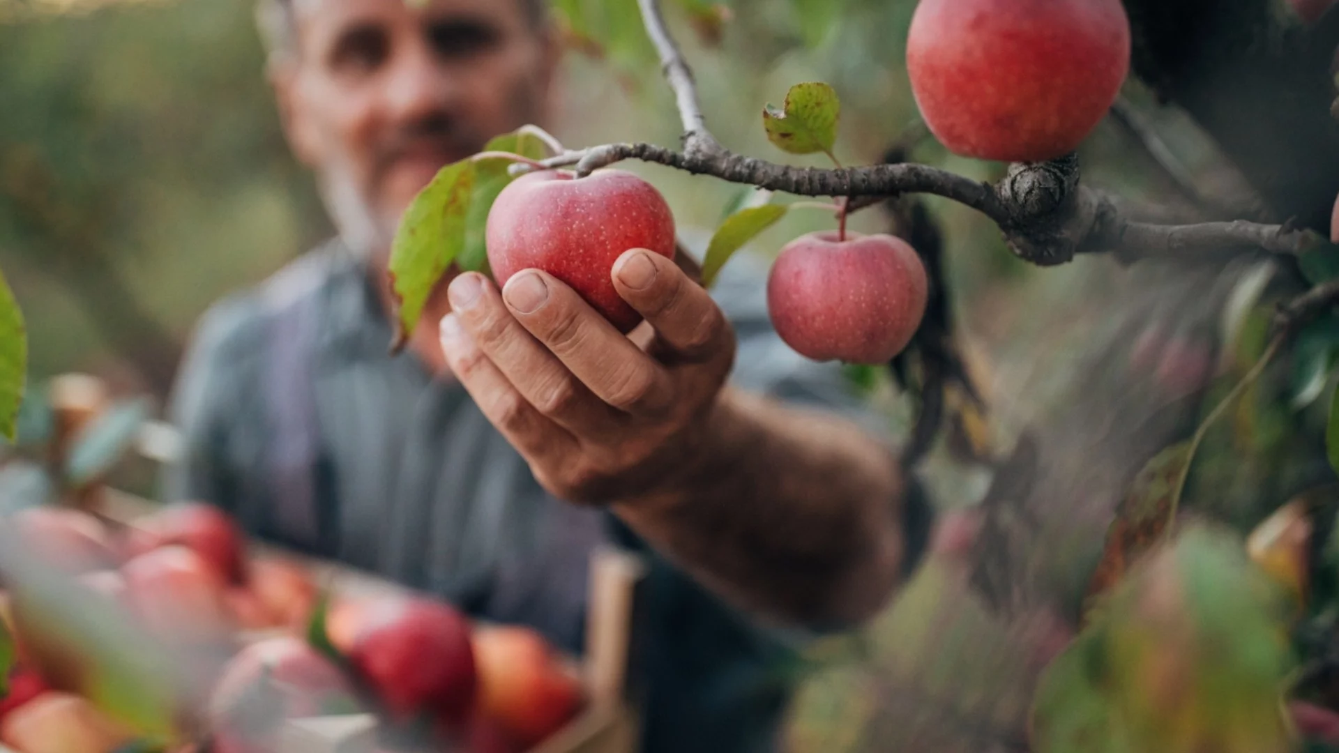 Дори най-старата ябълка ще започне да дава плодове, ако направите това преди зимата