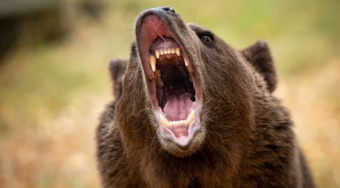 Мечка нападна ученици и учители на планинска пътека, има пострадали