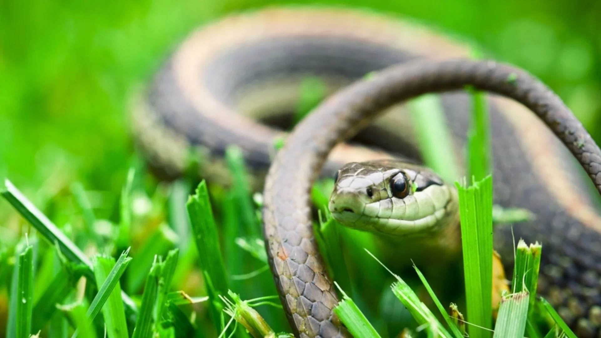 В коя част на имота ви зимуват змиите?