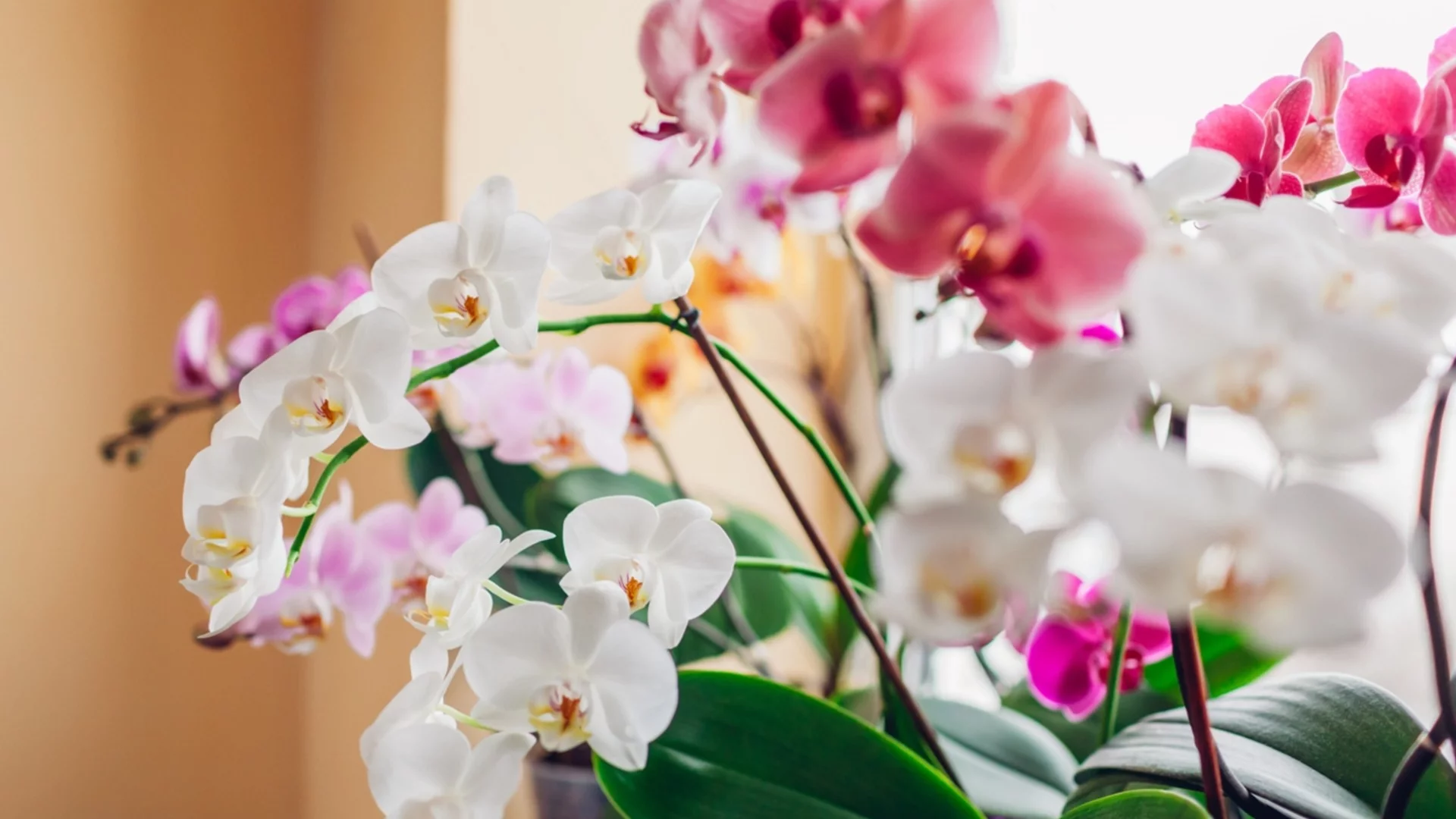 Как да разберем, че орхидеята има нужда от повече светлина през зимата