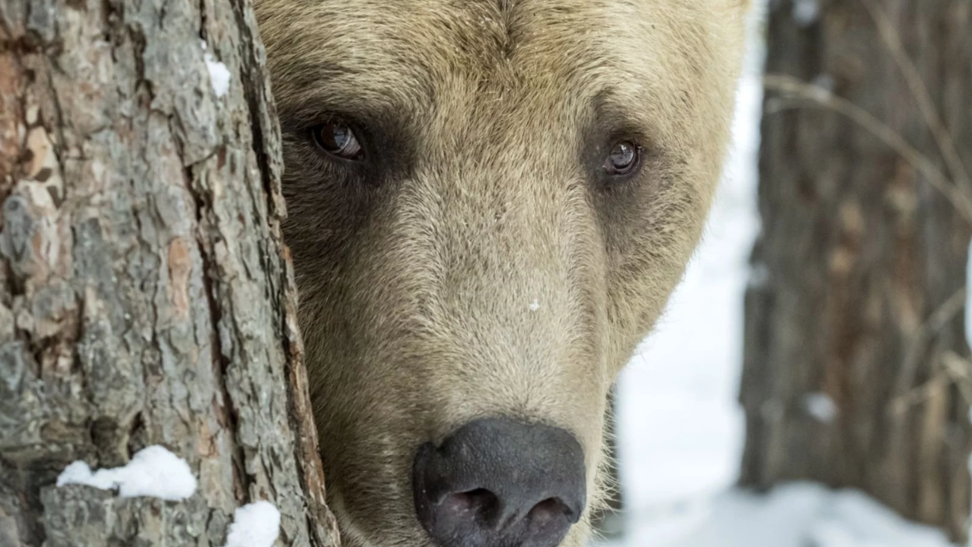Мечки, вълци и глигани: Хищниците се завръщат в селските райони на Гърция