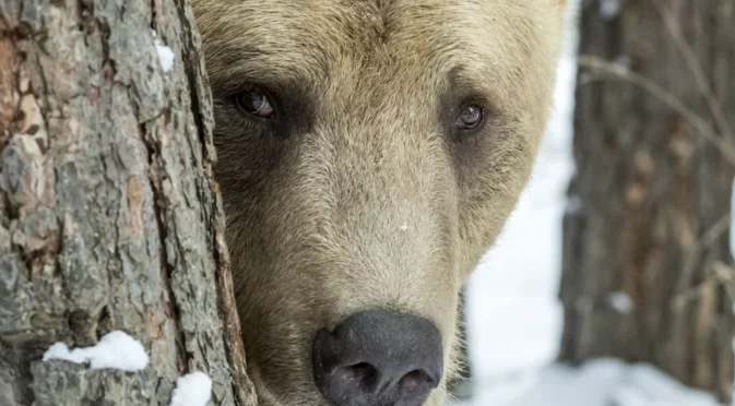 Мечки, вълци и глигани: Хищниците се завръщат в селските райони на Гърция