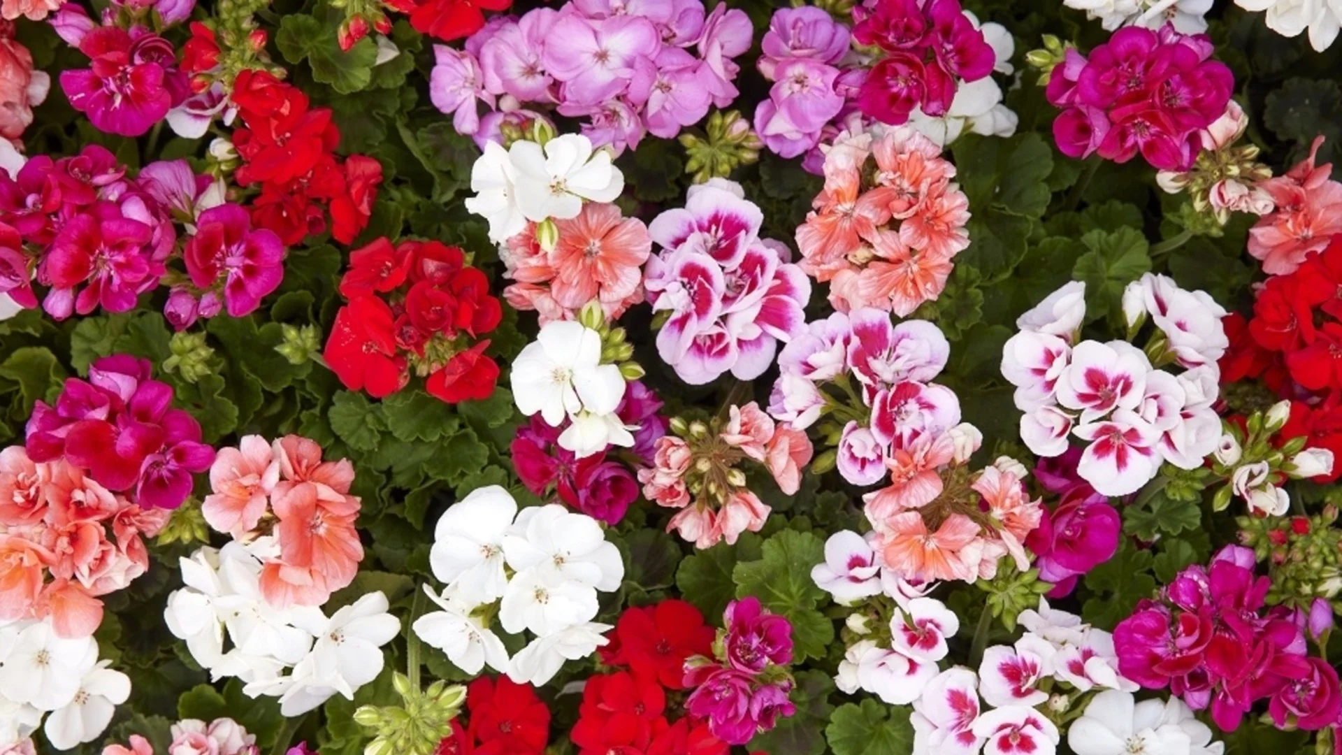 Какво да направим, ако мушкатото започне да жълтее през зимата