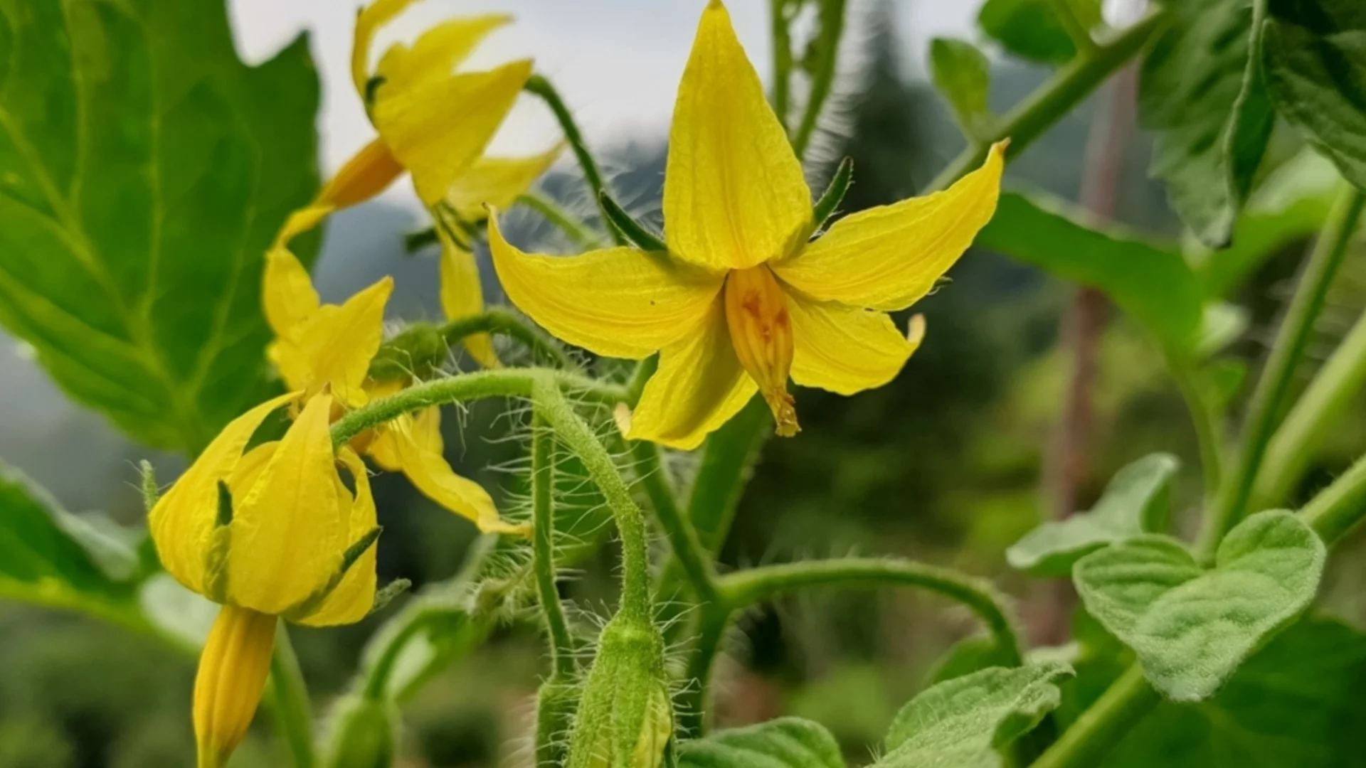 Най-добрият сорт домати за отглеждане в буркан