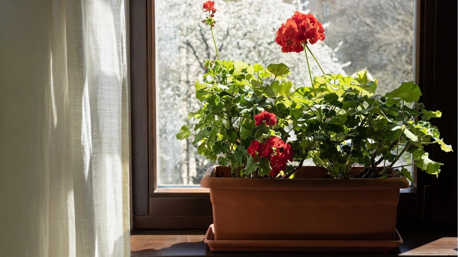 Как да защитим мушкатото на остъклена тераса през студени дни