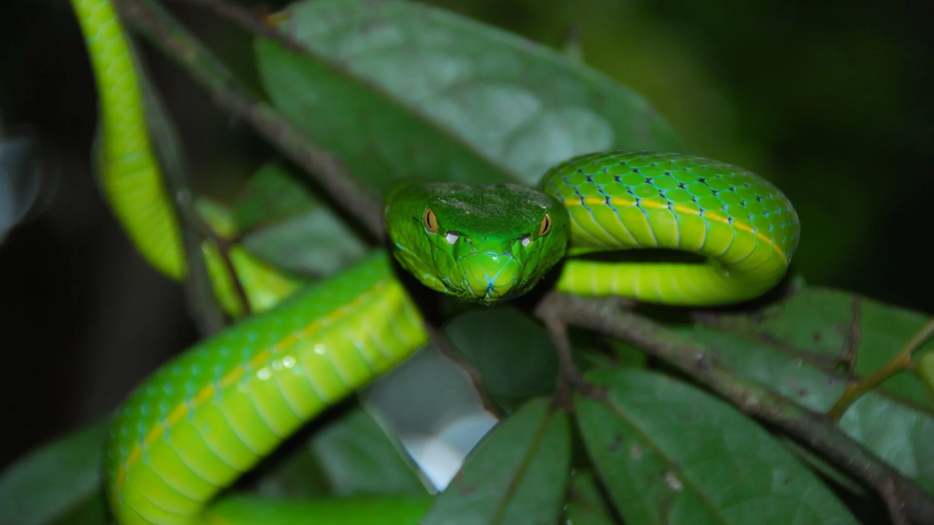 Знаете ли как точно се придвижват змиите?