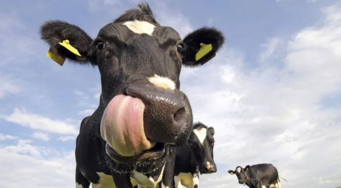 Коне и крави се разхождат по пътищата: Общините и АПИ вдигат рамене