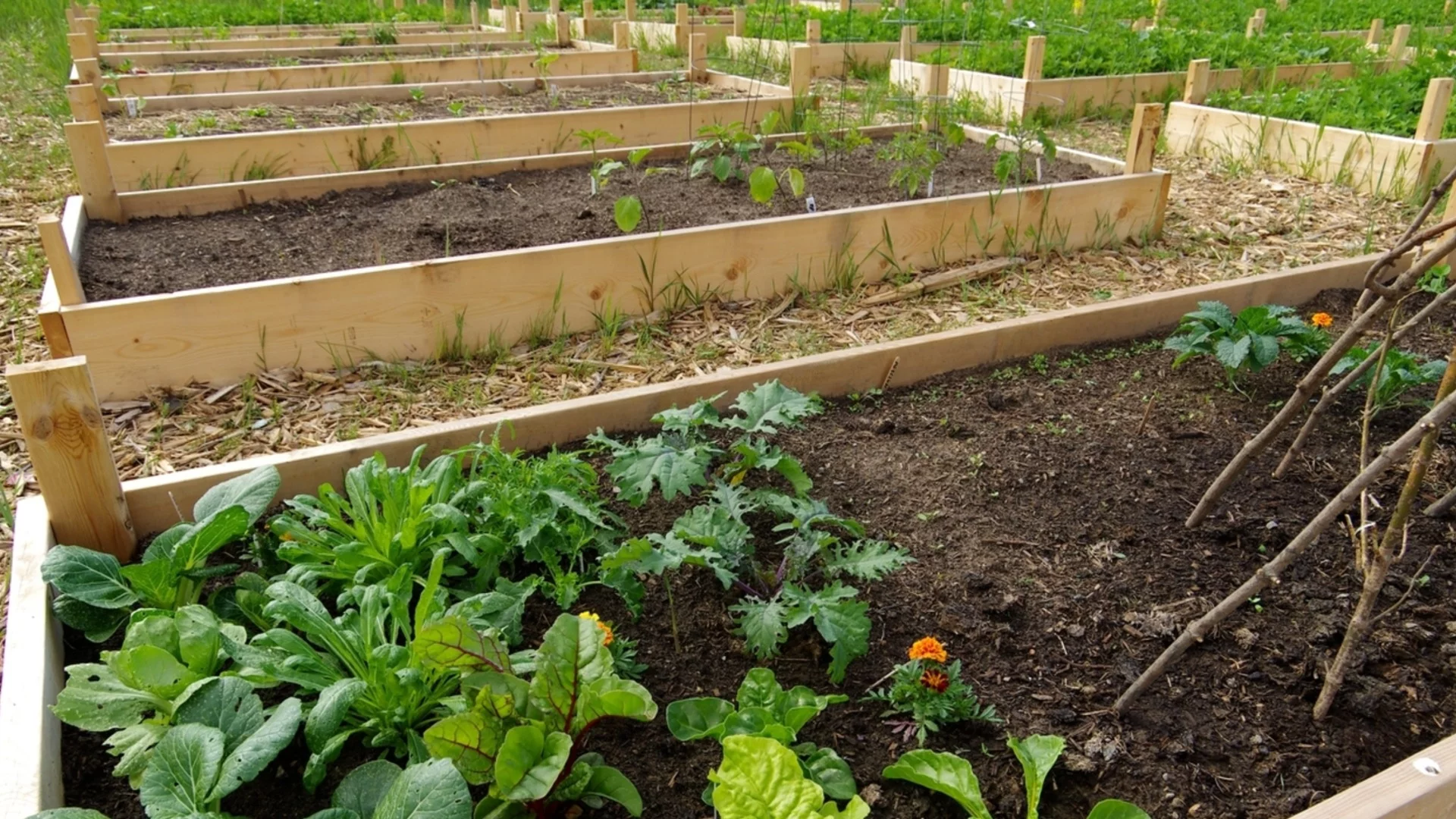 Хитър трик с алуминиево фолио за отблъскване на вредители в градината