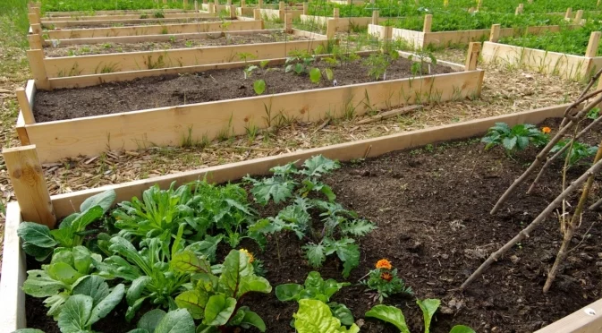 Хитър трик с алуминиево фолио за отблъскване на вредители в градината