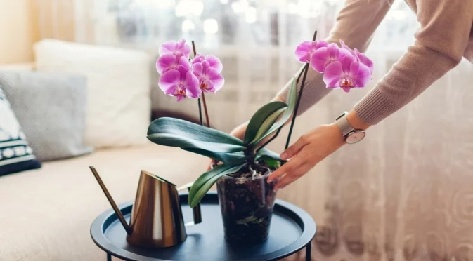 Какво да направим, ако орхидеята спре да цъфти през зимата