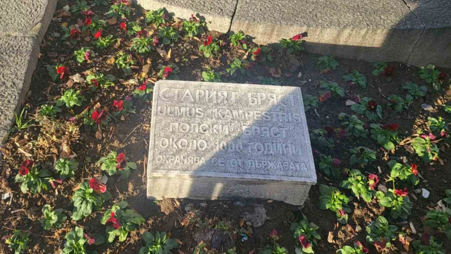 Раззеленил се ствол, живи корени: Ще върне ли МОСВ Стария бряст в регистъра на вековните дървета?